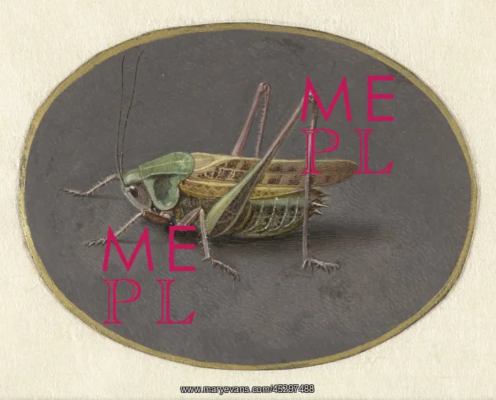 : Grasshopper : Grasshopper