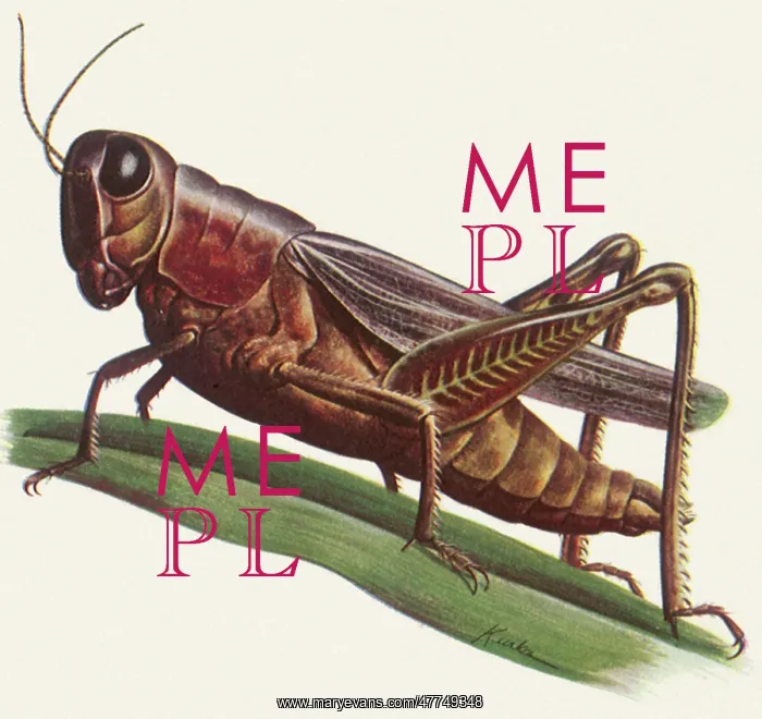 : Grasshopper : Grasshopper