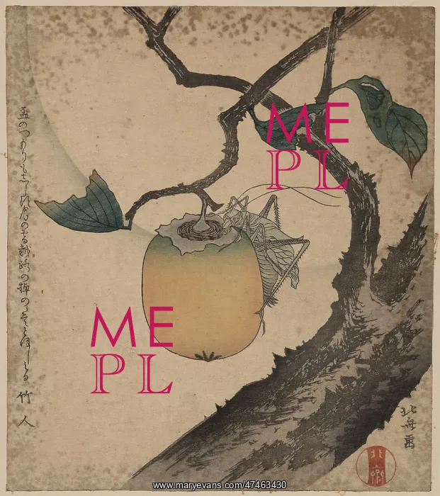 : Grasshopper eating persimmon : Grasshopper eating persimmon