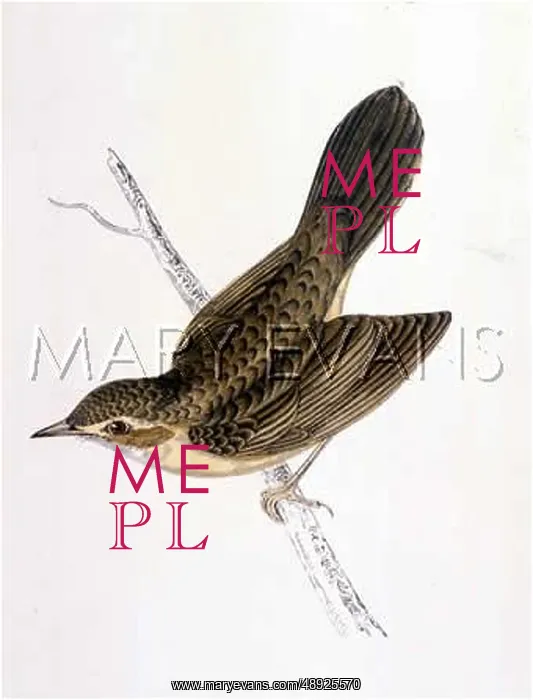  : GRASSHOPPER WARBLER (M)