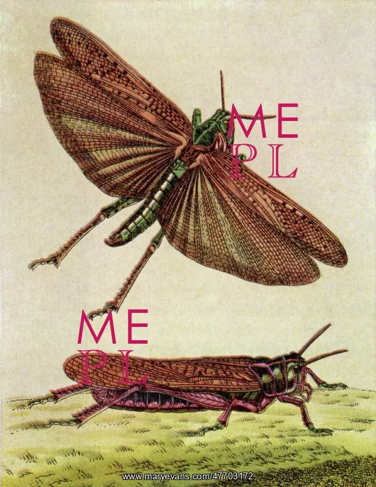 : Two Grasshoppers : Two Grasshoppers