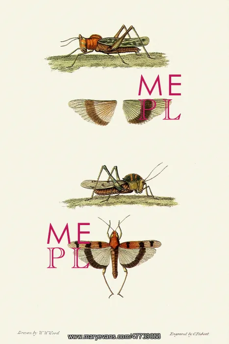 : Grasshoppers : Grasshoppers