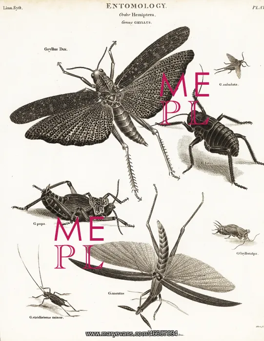 : Grasshoppers, crickets, etc : Grasshoppers, crickets, etc
