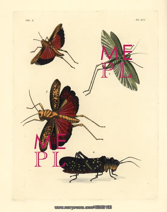 : Grasshoppers and locusts : Grasshoppers and locusts