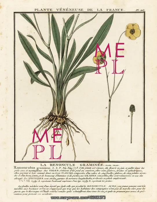 : Grassy-leaved buttercup, Ranunculus gramineus : Grassy-leaved buttercup, Ranunculus gramineus