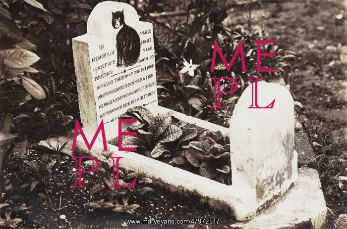 : Grave of a pet dog : Grave of a pet dog
