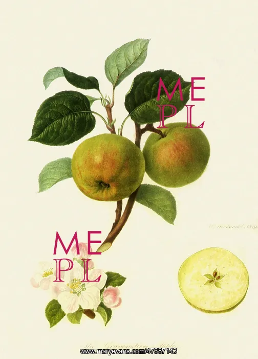 : Gravenstein Apples : Gravenstein Apples