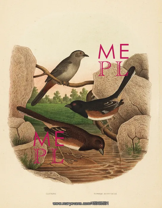: Gray catbird and eastern towhee : Gray catbird and eastern towhee