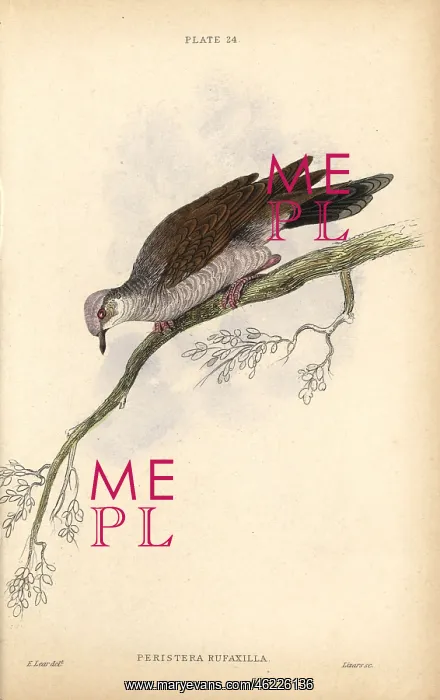 : Gray-fronted dove, Leptotila rufaxilla, native : Gray-fronted dove, Leptotila rufaxilla, native