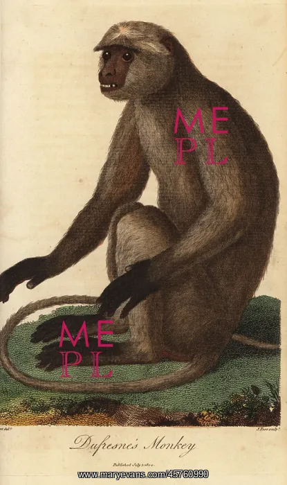 : Gray or Hanuman langur, Semnopithecus entellus : Gray or Hanuman langur, Semnopithecus entellus