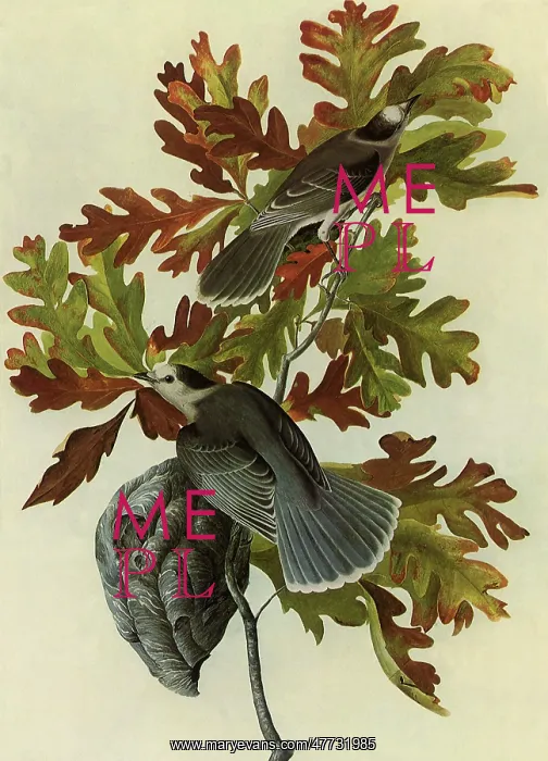  : Gray Jays