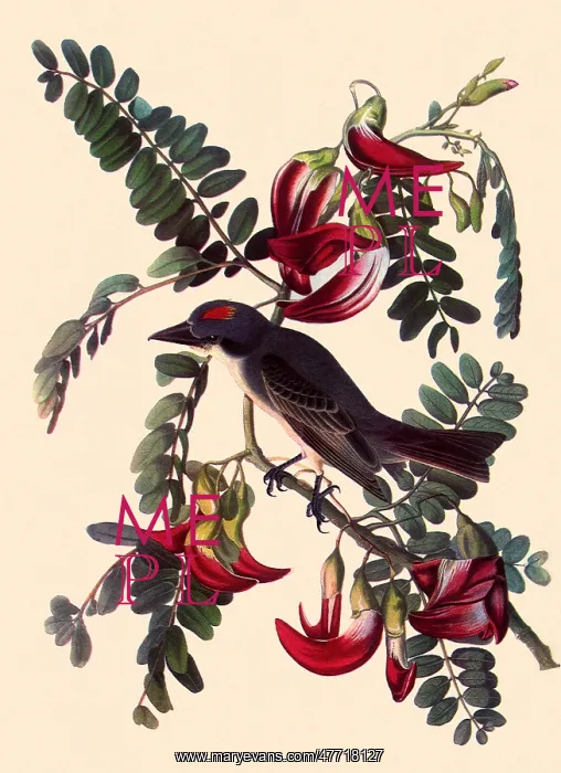  : Gray Kingbird