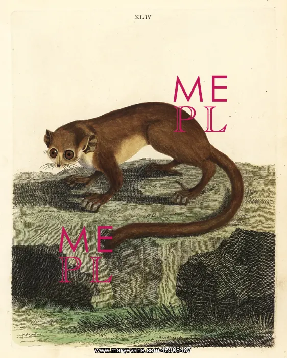 : Gray mouse lemur, Microcebus murinus : Gray mouse lemur, Microcebus murinus