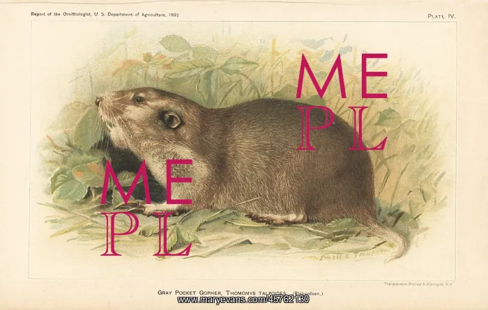 : Gray or northern pocket gopher, Thomomys talpoides : Gray or northern pocket gopher, Thomomys talpoides