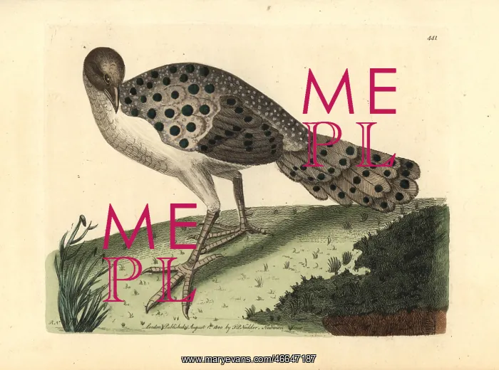 : Gray peacock-pheasant, Polyplectron bicalcaratum : Gray peacock-pheasant, Polyplectron bicalcaratum