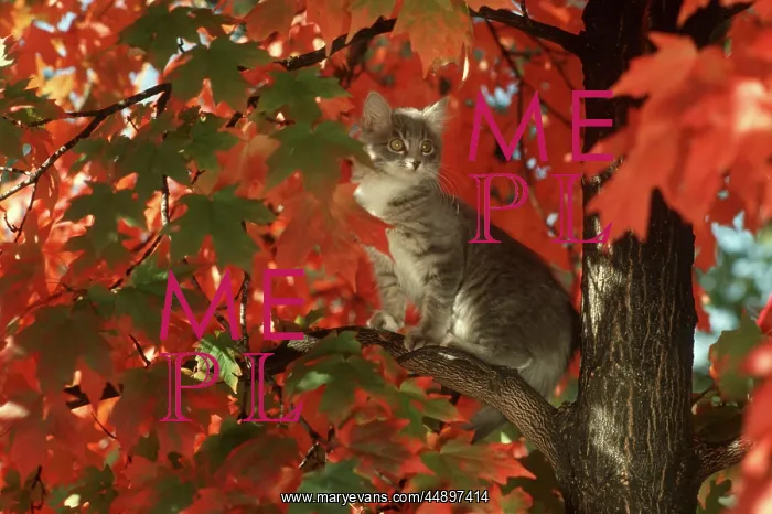  : GRAY TABBY CAT IN AUTUMN TREE