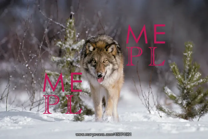 : Gray Wolf Canis Lupus on Snow Looking at Camera : Gray Wolf Canis Lupus on Snow Looking at Camera