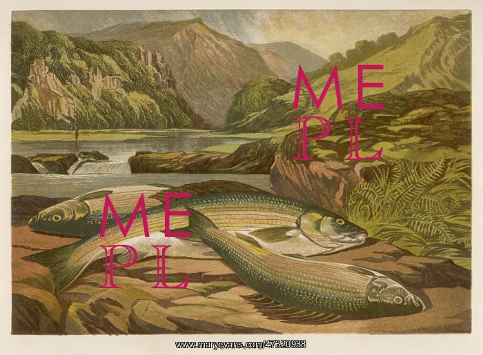  : A GRAYLING / 1864