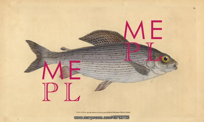 : Grayling, Thymallus thymallus : Grayling, Thymallus thymallus