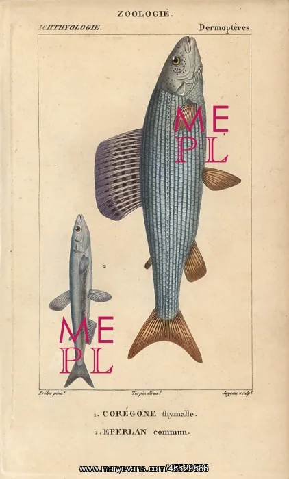 : Grayling, Thymallus thymallus, and European : Grayling, Thymallus thymallus, and European
