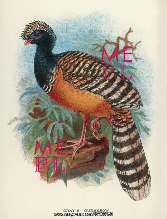  : GRAY'S CURASSOW