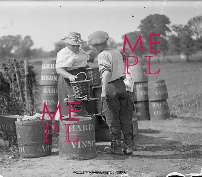 : Grays Farm - weighing basket of hops : Grays Farm - weighing basket of hops
