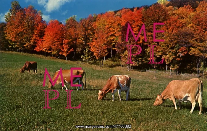 : Grazing Cows : Grazing Cows