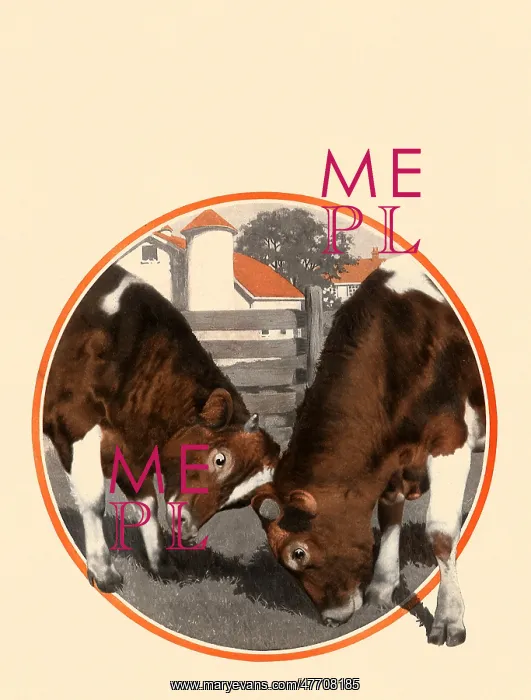  : Grazing Cows
