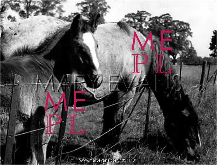 : GRAZING HORSE AND FOAL : GRAZING HORSE AND FOAL