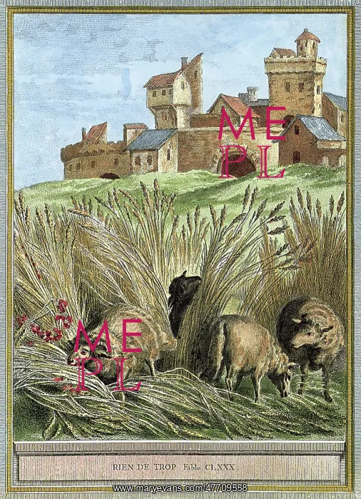  : Grazing Sheep