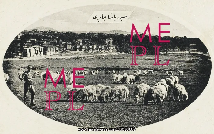 : Grazing sheep at Haidar Pacha, Constantinople : Grazing sheep at Haidar Pacha, Constantinople