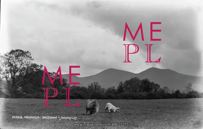 : Grazing Sheep in Skiddaw : Grazing Sheep in Skiddaw