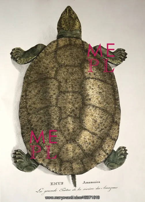 : great Amazonian turtle : great Amazonian turtle