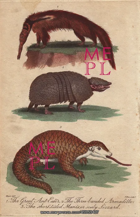 : Great anteater, three-banded armadillo and : Great anteater, three-banded armadillo and