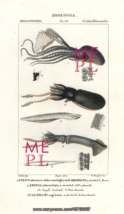 : Great argonaut, cuttlefish and flying squid : Great argonaut, cuttlefish and flying squid