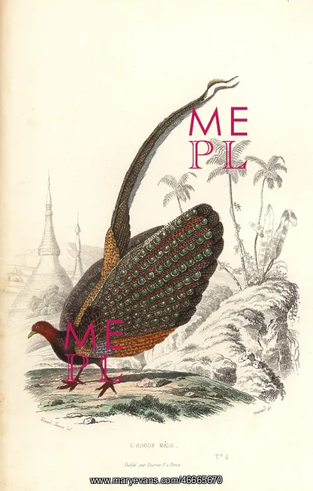 : Great argus, Argusianus argus, vulnerable : Great argus, Argusianus argus, vulnerable