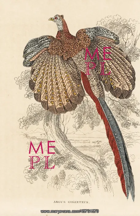 : Great argus pheasant, Argusianus argus : Great argus pheasant, Argusianus argus