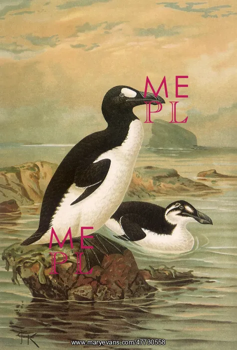 : Great Auk, Alea impennis : Great Auk, Alea impennis