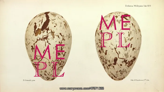 : Great Auk Eggs : Great Auk Eggs