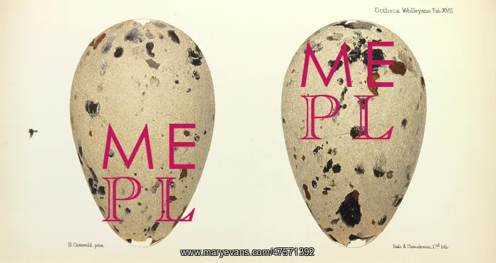 : Great Auk Eggs : Great Auk Eggs