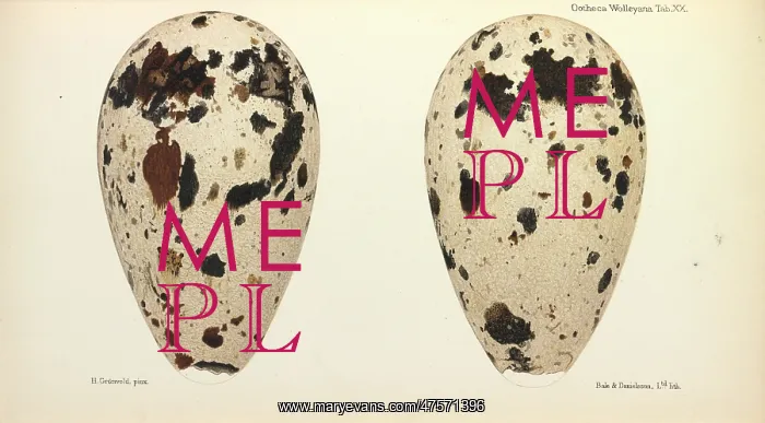 : Great Auk Eggs : Great Auk Eggs