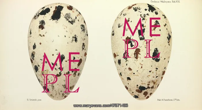 : Great Auk Eggs : Great Auk Eggs
