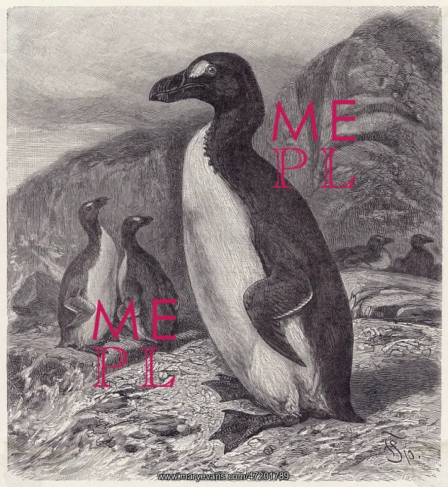 : GREAT AUK EXTINCT : GREAT AUK EXTINCT