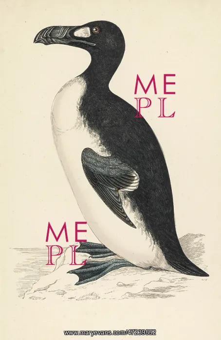 : GREAT AUK EXTINCT : GREAT AUK EXTINCT