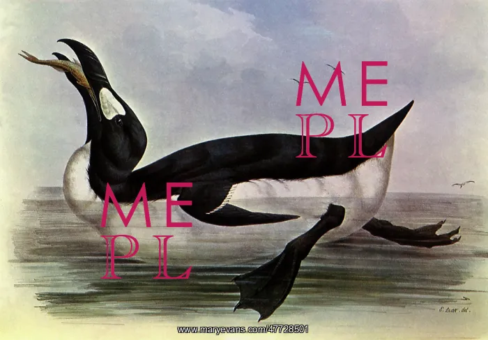  : Great Auk, Pinguinis impennis