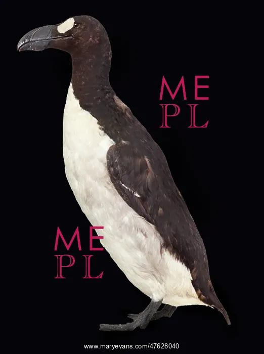  : Great auk, Pinguinus impennis