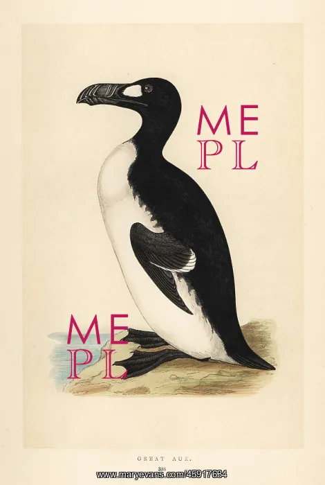 : Great auk, Pinguinus impennis. Extinct : Great auk, Pinguinus impennis. Extinct