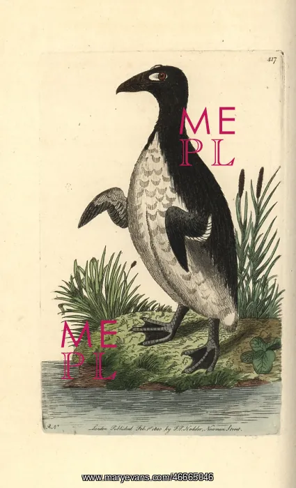 : Great auk, Pinguinus impennis Extinct : Great auk, Pinguinus impennis Extinct