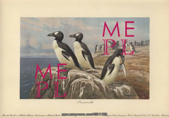 : Great Auk, Pinguinus impennis, large, flightless : Great Auk, Pinguinus impennis, large, flightless