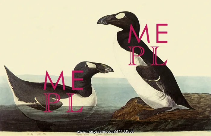  : Great Auks